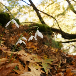 Galanthus regina-olgae